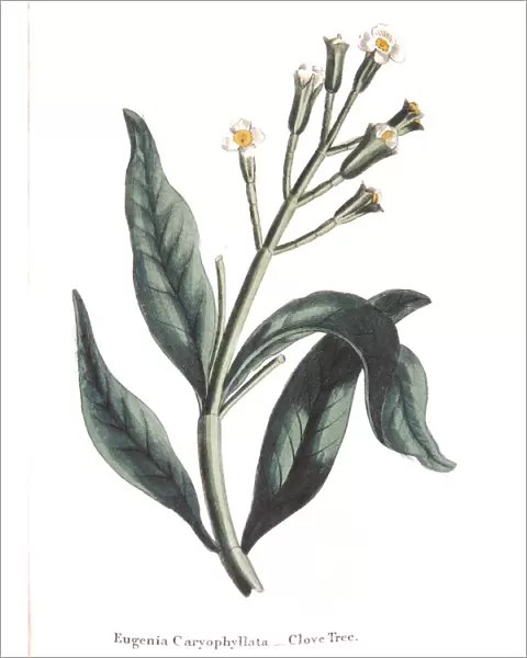 Eugenia caryophyllata - clove tree, 1823