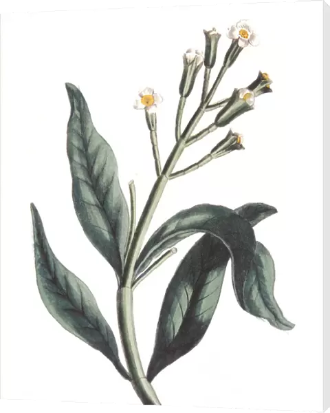 Eugenia caryophyllata - clove tree, 1823