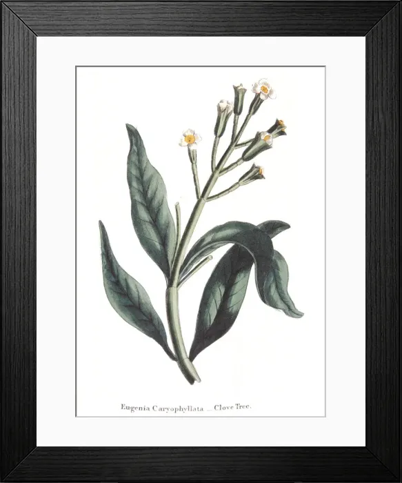 Framed Print : Eugenia caryophyllata - clove tree, 1823 Framed Print : Eugenia caryophyllata - clove tree, 1823