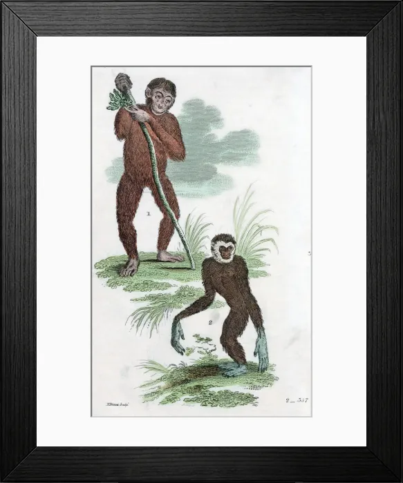 Framed Print : Orang Utang and Gibbon, 1822 Framed Print : Orang Utang and Gibbon, 1822