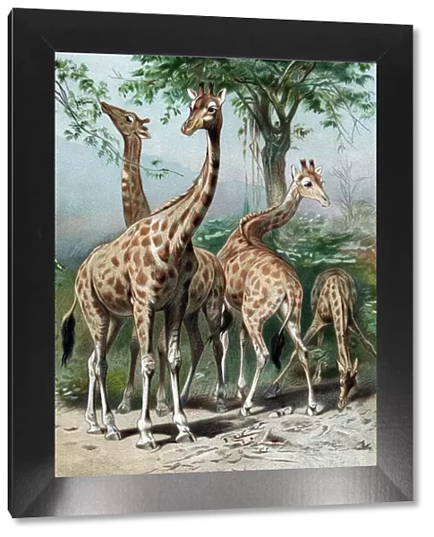 Giraffes browsing, c1885