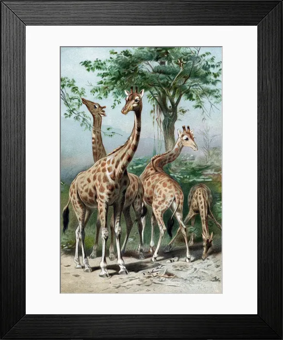 Framed Print : Giraffes browsing, c1885 Framed Print : Giraffes browsing, c1885