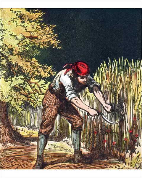 Reaper beginning to cut crop of wheat with a sickle, 1867