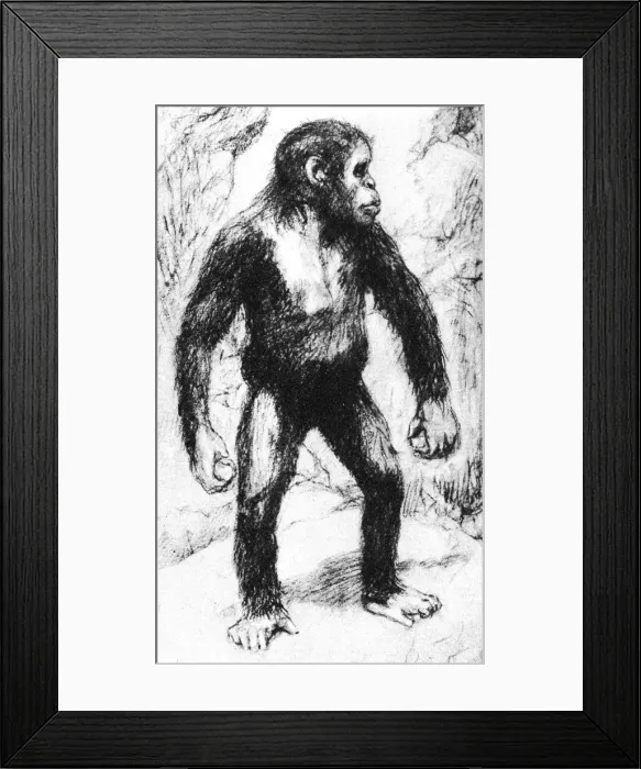 Framed Print : Taungs Ape-Man Framed Print : Taungs Ape-Man