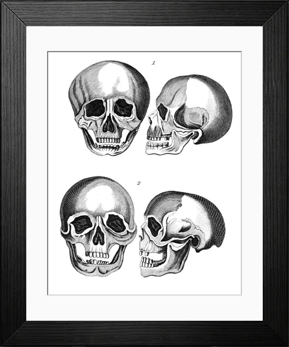 Framed Print : Comparison of Germanic and African skulls, early 19th century