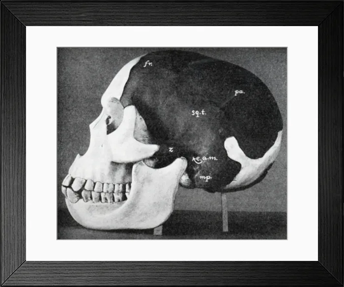 Framed Print : Model of the skull of Piltdown Man (Eanothropus dawsoni), 1914. Artist: Dr Smith Woodward Framed Print : Model of the skull of Piltdown Man (Eanothropus dawsoni), 1914. Artist: Dr Smith Woodward