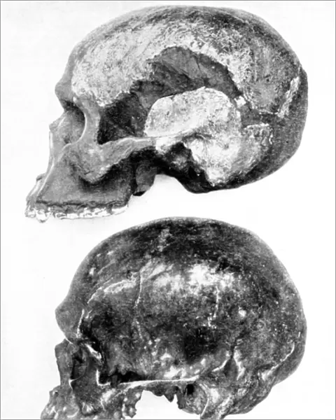 Skull of Piltdown Man (Eanothropus daswoni), 1912