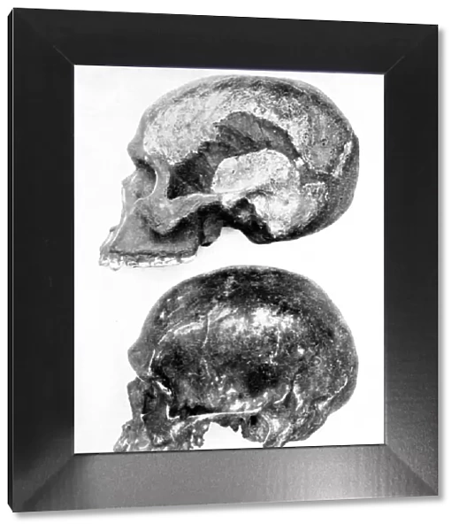 Skull of Piltdown Man (Eanothropus daswoni), 1912