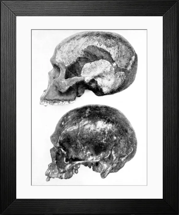 Framed Print : Skull of Piltdown Man (Eanothropus daswoni), 1912 Framed Print : Skull of Piltdown Man (Eanothropus daswoni), 1912