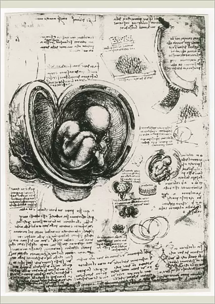 Anatomical sketch of a human foetus in the womb, c1510. Artist: Leonardo da Vinci