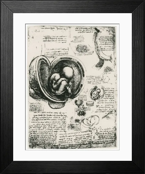 Framed Print : Anatomical sketch of a human foetus in the womb, c1510. Artist: Leonardo da Vinci Framed Print : Anatomical sketch of a human foetus in the womb, c1510. Artist: Leonardo da Vinci