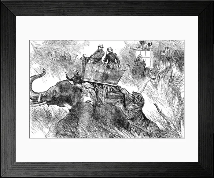 Framed Print : Edward, Prince of Wales, hunting tiger during his state visit to India in 1876 Framed Print : Edward, Prince of Wales, hunting tiger during his state visit to India in 1876