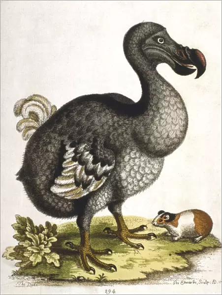 Dodo and guinea pig, 1750. Artist: George Edwards