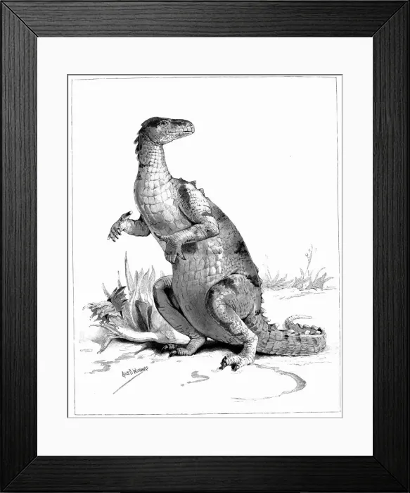 Framed Print : Iguanodon, 1895 Framed Print : Iguanodon, 1895