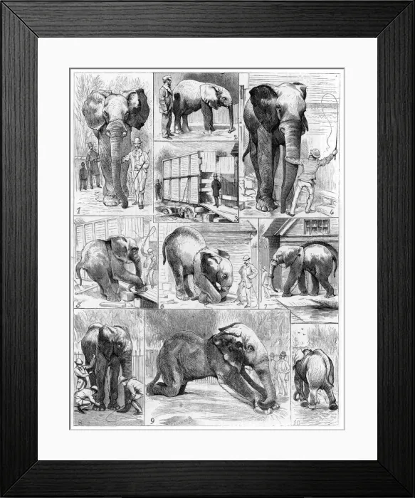 Framed Print : Jumbo the African elephant, 1882 Framed Print : Jumbo the African elephant, 1882