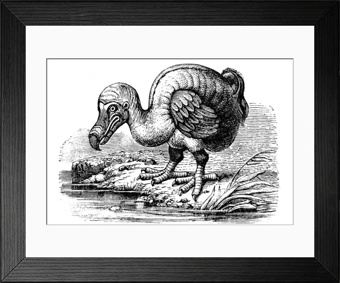 Framed Print : Dodo, 1884 Framed Print : Dodo, 1884