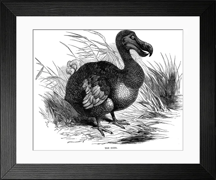 Framed Print : Dodo, 1884