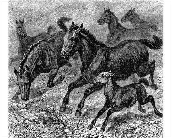 Herd of Tarpan, 1893