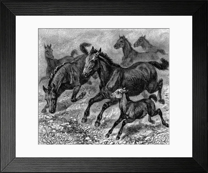 Framed Print : Herd of Tarpan, 1893 Framed Print : Herd of Tarpan, 1893
