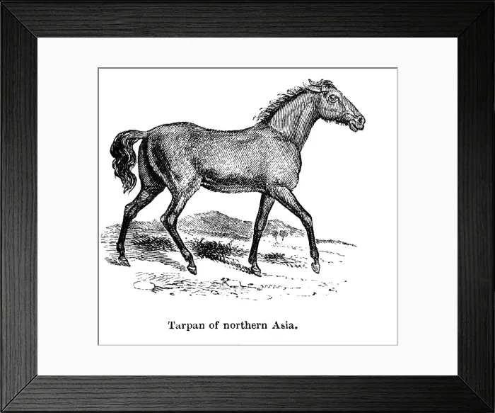 Framed Print : Tarpan, 1850 Framed Print : Tarpan, 1850
