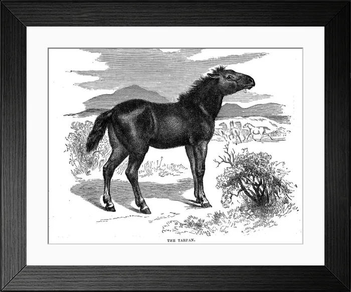 Framed Print : Tarpan, 1884 Framed Print : Tarpan, 1884