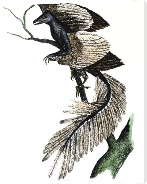 Archaeopteryx - the first bird, 1886