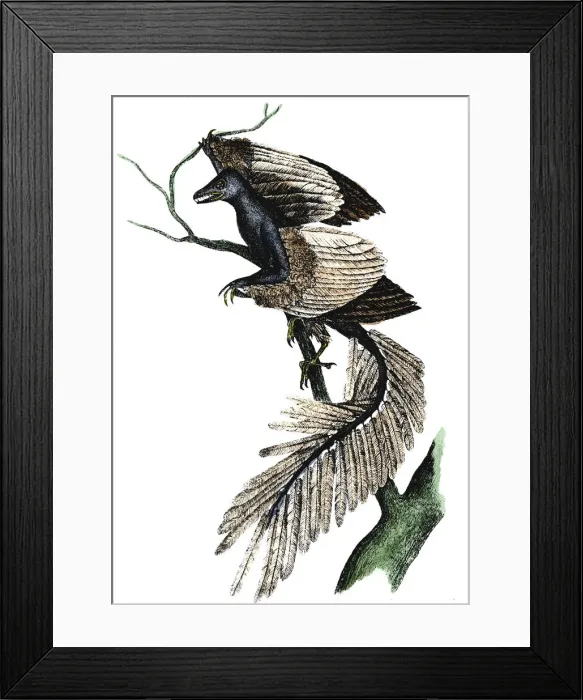 Framed Print : Archaeopteryx - the first bird, 1886 Framed Print : Archaeopteryx - the first bird, 1886