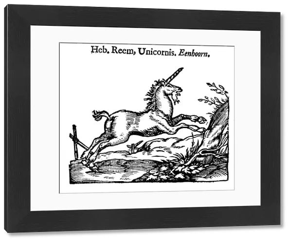 Unicorn, 1644