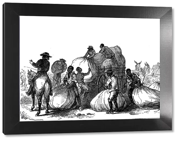 Negro labour loading sacks of cotton on cart, Southern states of USA