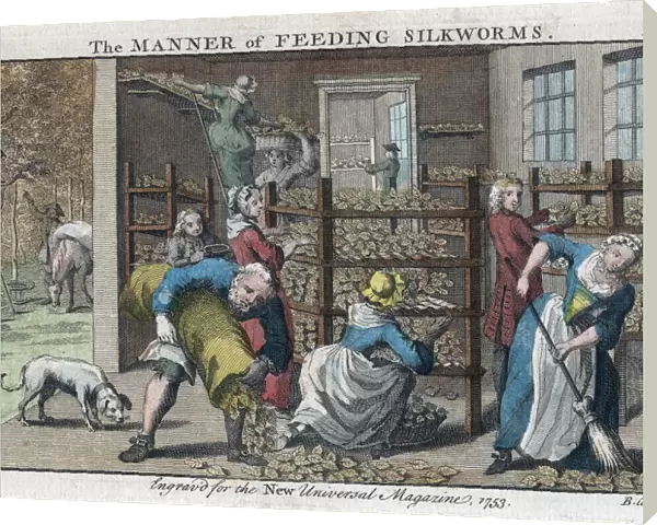 The Manner of Feeding Silkworms, 1753. Artist: Benjamin Cole