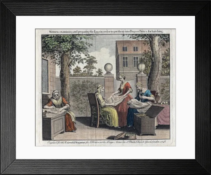 Framed Print : Women examining silk moth eggs and putting them in boxes for hatching into caterpillars, 1748 Framed Print : Women examining silk moth eggs and putting them in boxes for hatching into caterpillars, 1748