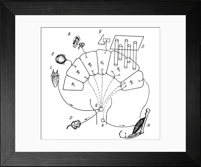 Framed Print : Diagram of Pavlovs findings on conditioned salivary reflex Framed Print : Diagram of Pavlovs findings on conditioned salivary reflex