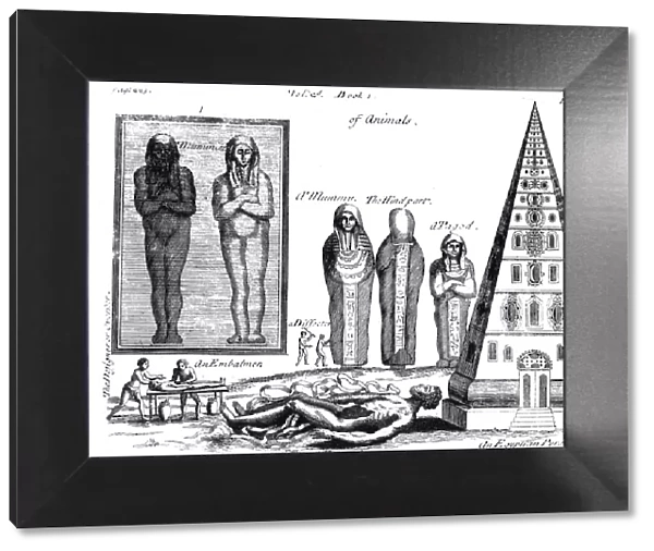 Mummies and embalming, 1725