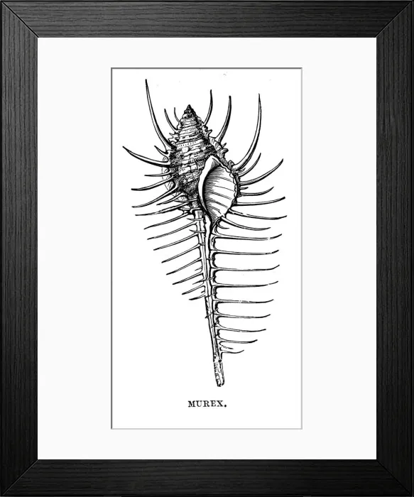 Framed Print : Murex, c1890 Framed Print : Murex, c1890