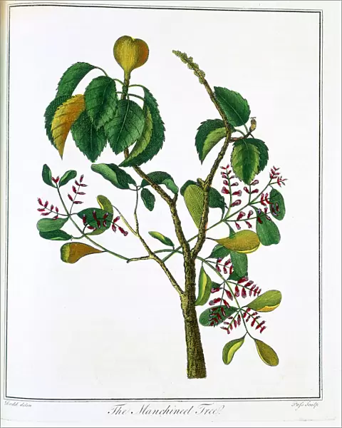 Manicheel tree (Hippomane mancinella) or Poison Guava, c1795