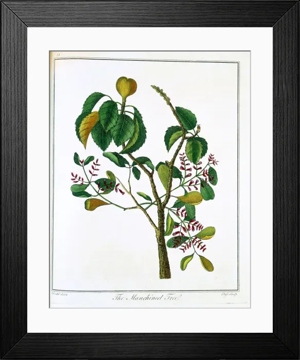Framed Print : Manicheel tree (Hippomane mancinella) or Poison Guava, c1795 Framed Print : Manicheel tree (Hippomane mancinella) or Poison Guava, c1795