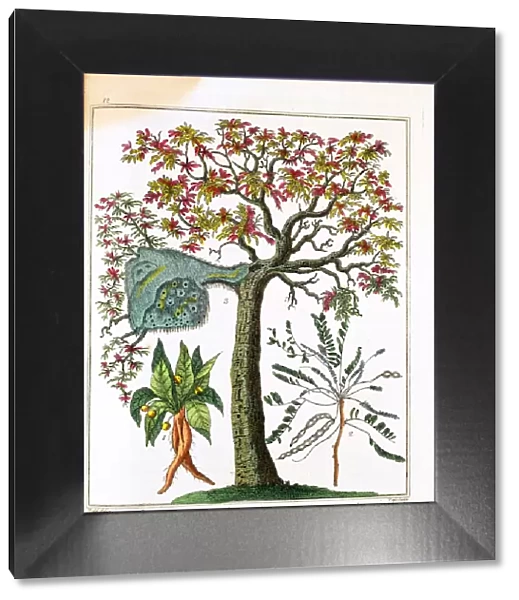 Mandrake, Sensitive Plant, and Acacia, c1795