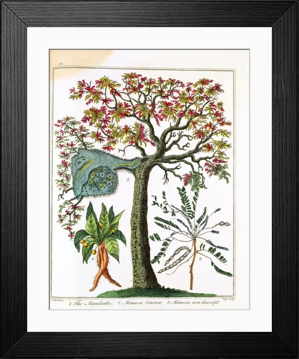 Framed Print : Mandrake, Sensitive Plant, and Acacia, c1795 Framed Print : Mandrake, Sensitive Plant, and Acacia, c1795