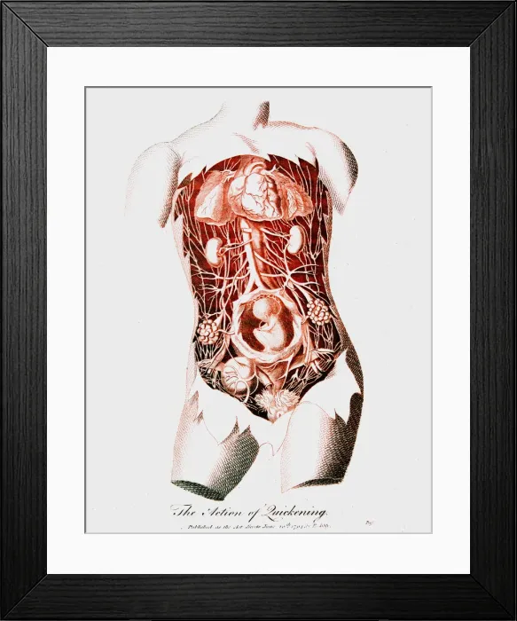 Framed Print : Foetus in uterus at time of quickening when first fetal movements are felt by the mother, c1795 Framed Print : Foetus in uterus at time of quickening when first fetal movements are felt by the mother, c1795