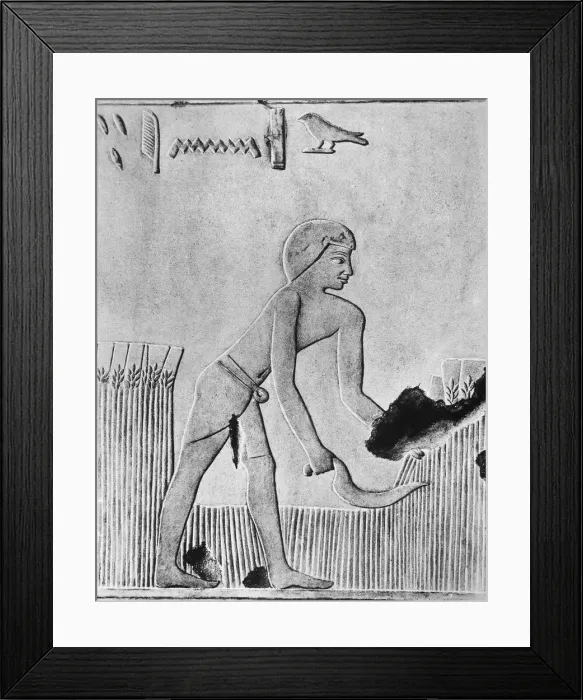 Framed Print : Man reaping barley with a sickle, probably of wood set with flint, Ancient Egyptian, c240 BC Framed Print : Man reaping barley with a sickle, probably of wood set with flint, Ancient Egyptian, c240 BC