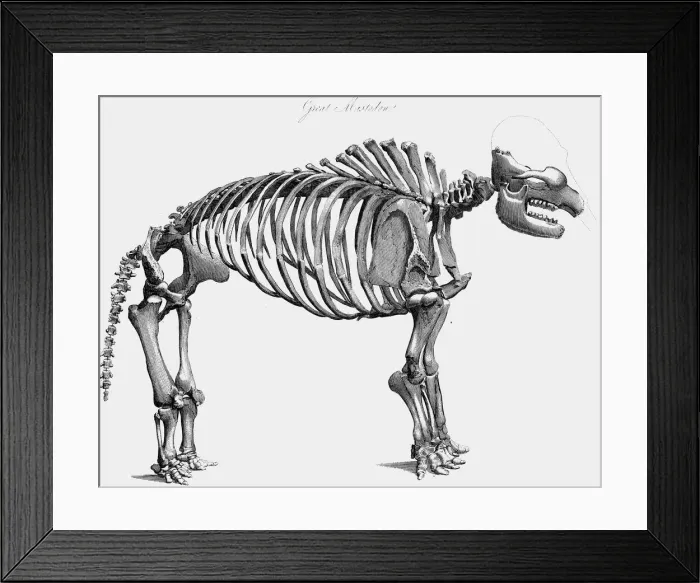 Framed Print : Giant mastodon skeleton, 1830 Framed Print : Giant mastodon skeleton, 1830