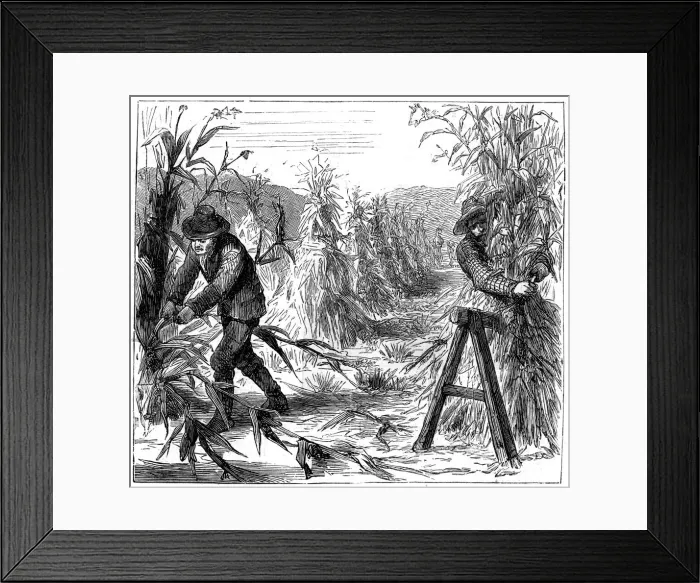 Framed Print : Reaping and socking-up corn to dry, Lake Drie, Canada, 1880 Framed Print : Reaping and socking-up corn to dry, Lake Drie, Canada, 1880