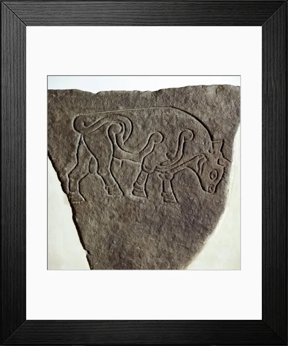 Framed Print : Bull motif on Pictish incised stone, Burghead, Moray, Scotland, c6th - 7th century Framed Print : Bull motif on Pictish incised stone, Burghead, Moray, Scotland, c6th - 7th century