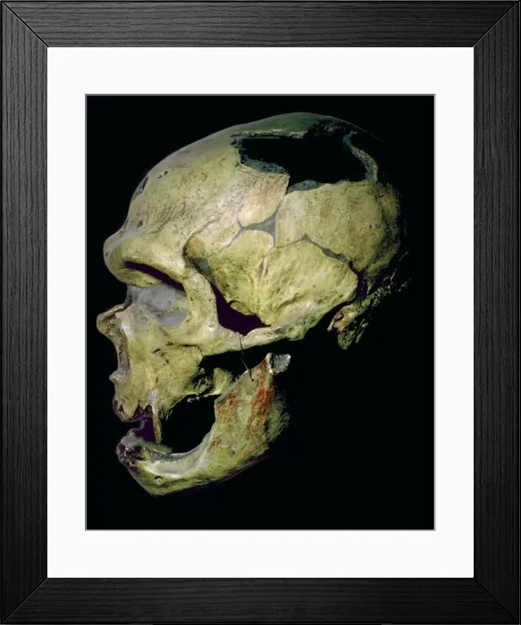 Framed Print : Neanderthal skull from France Framed Print : Neanderthal skull from France
