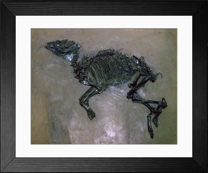 Framed Print : Fossil Horse Framed Print : Fossil Horse