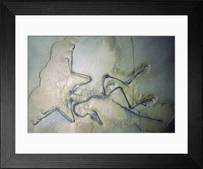 Framed Print : Fossil Archaeopterix with traces of feathers Framed Print : Fossil Archaeopterix with traces of feathers