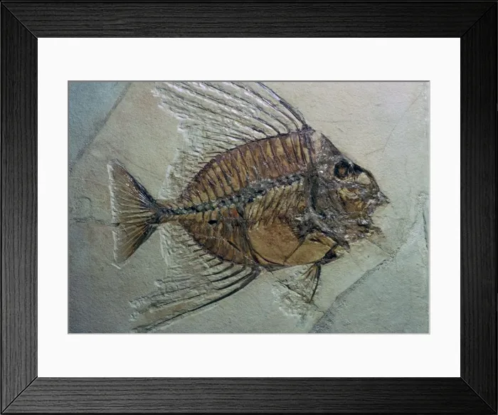 Framed Print : Rare fossilised fish Framed Print : Rare fossilised fish