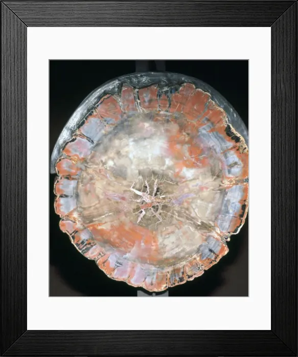 Framed Print : Petrified Wood Framed Print : Petrified Wood