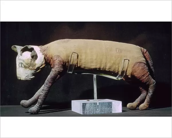 Egyptian mummy of a cat from the Louvres collection