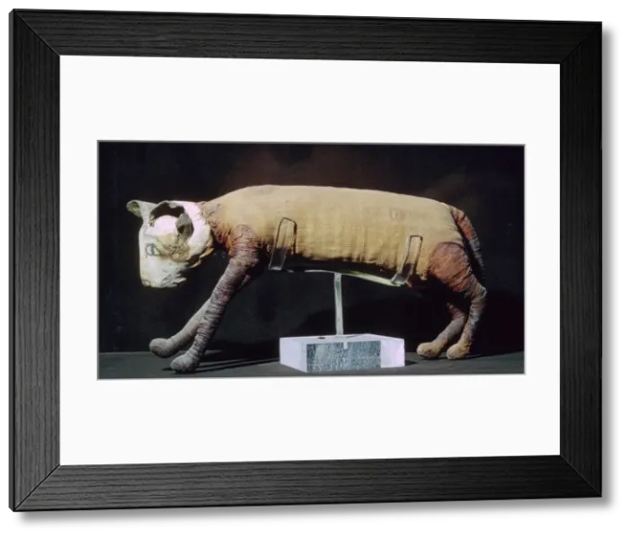 Framed Print : Egyptian mummy of a cat from the Louvres collection Framed Print : Egyptian mummy of a cat from the Louvres collection
